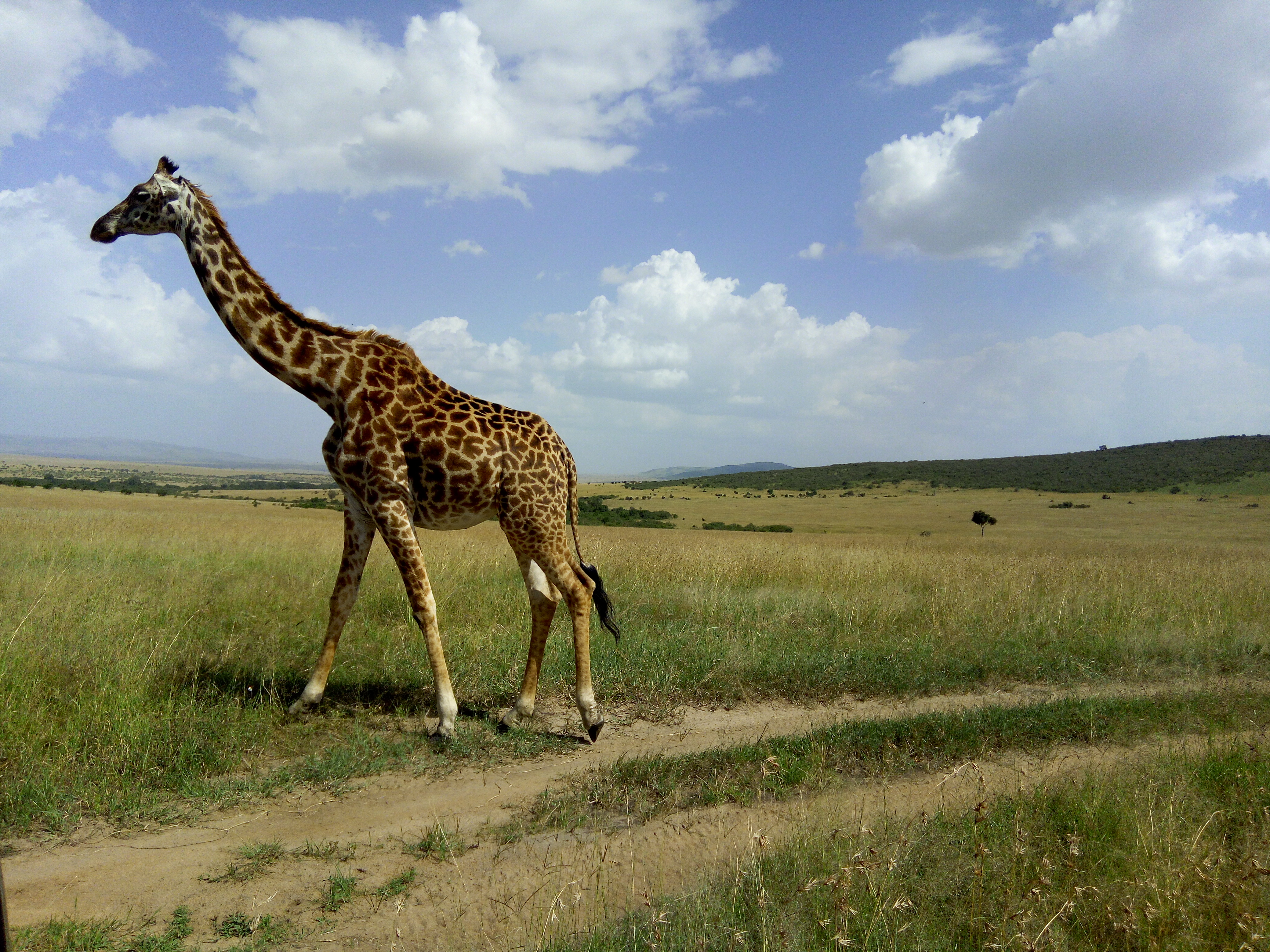 Image number 8 for Explore Samburu In Style: A 3-day Safari 