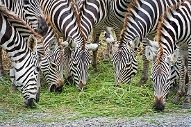 Image number 1 for 4 Days Tanzania Joining Safari 