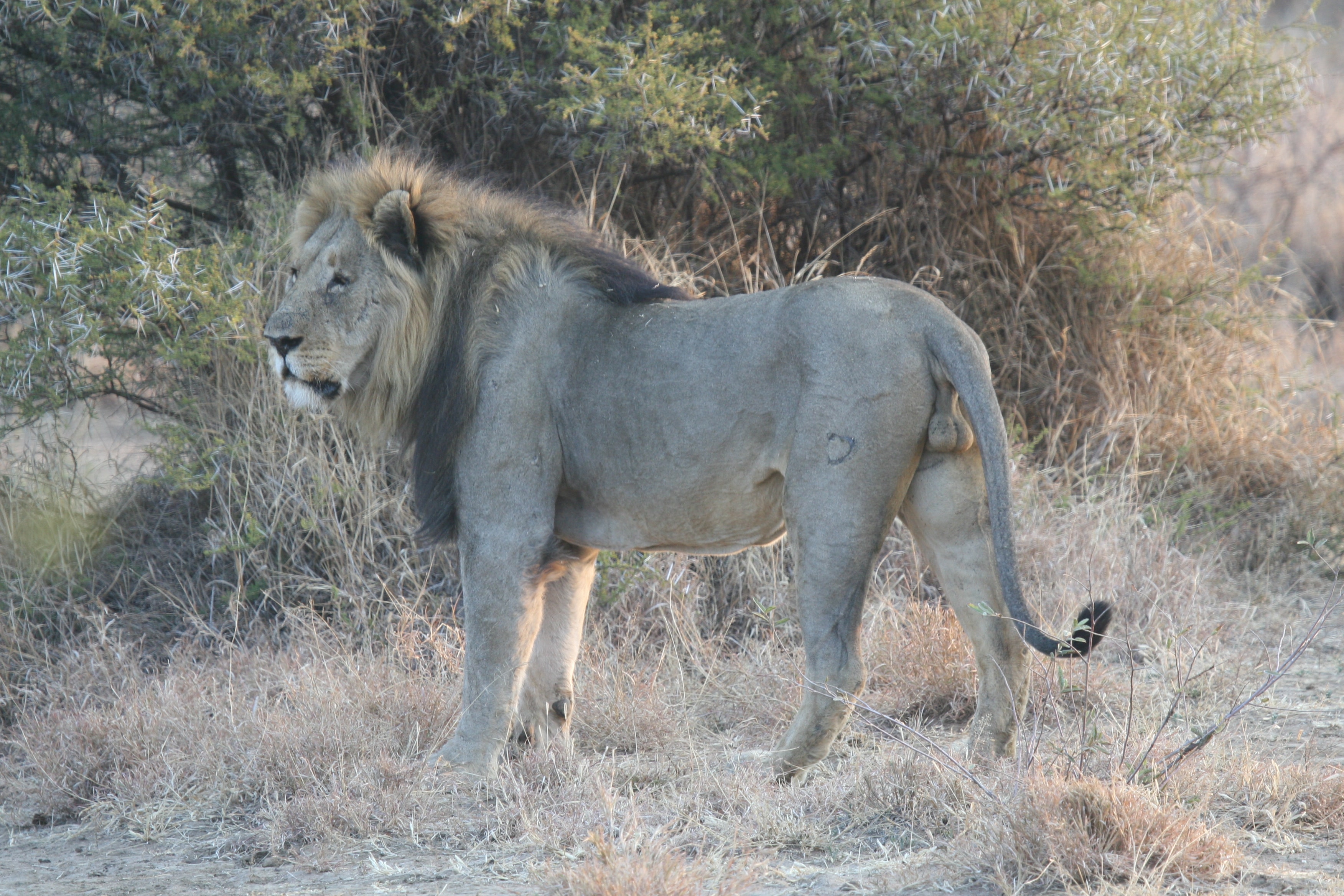 Image number 3 for 4 Days Tanzania Private Safari