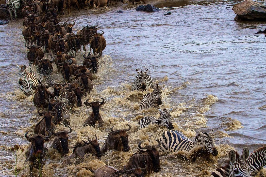 Image number 6 for 3days Serengeti And Ngorongoro 