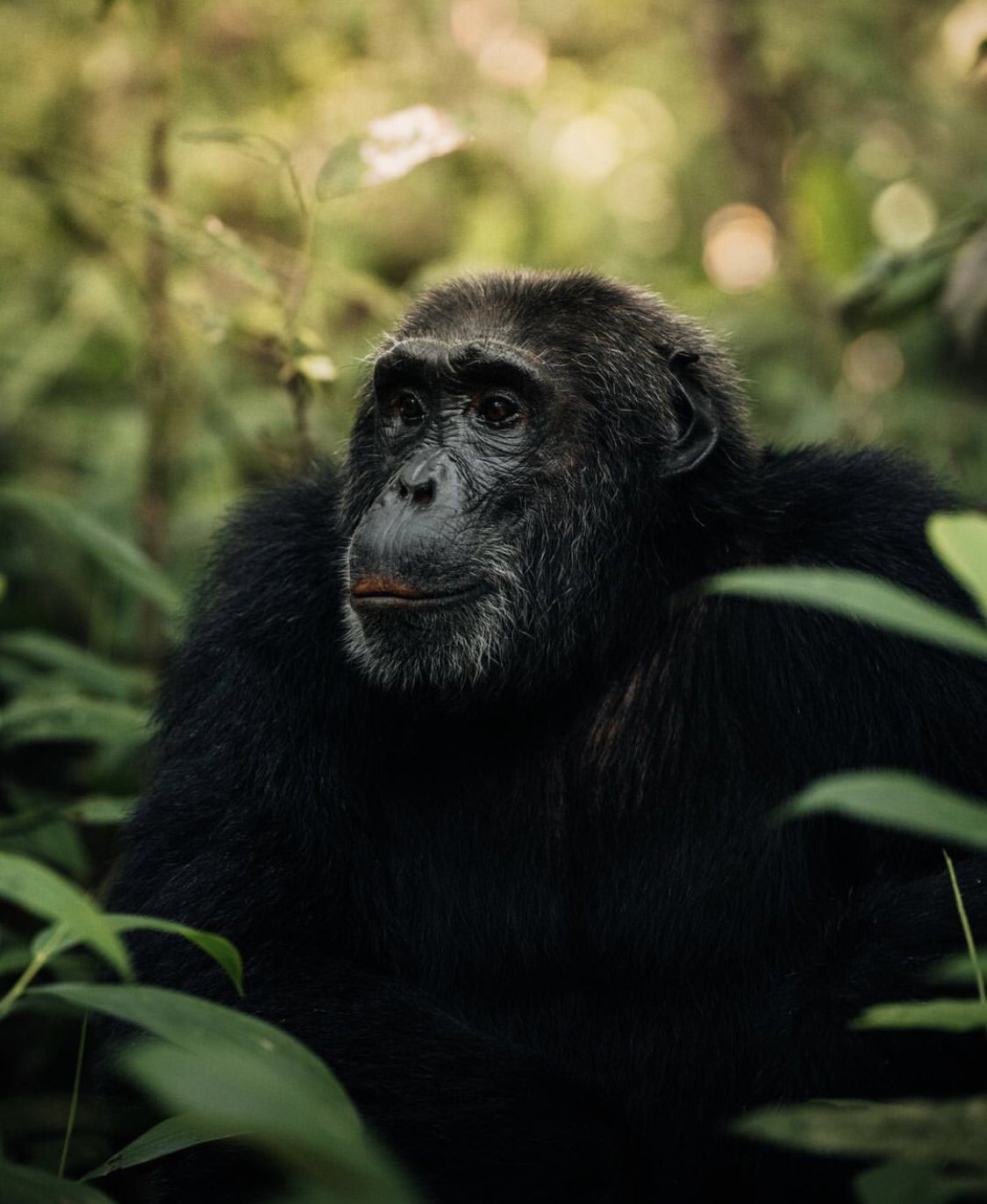 Image number 3 for 7 Days Uganda Gorillas Chimpanzee Safari