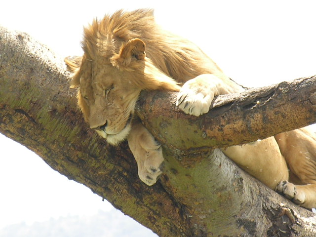 Image number 3 for 4 Days Tanzania Safari