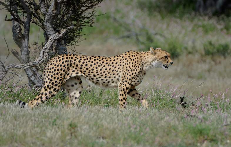 Image number 8 for Kenya’s Big Five Adventure: Samburu To Aberdares