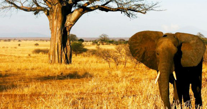 Image number 1 for About 4 Days Sharing Tanzania Safari