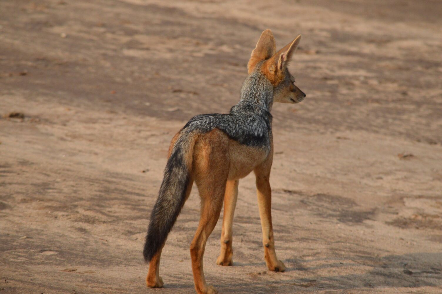 Image number 2 for Best 1 Day Tanzania Safari To Ngorongoro