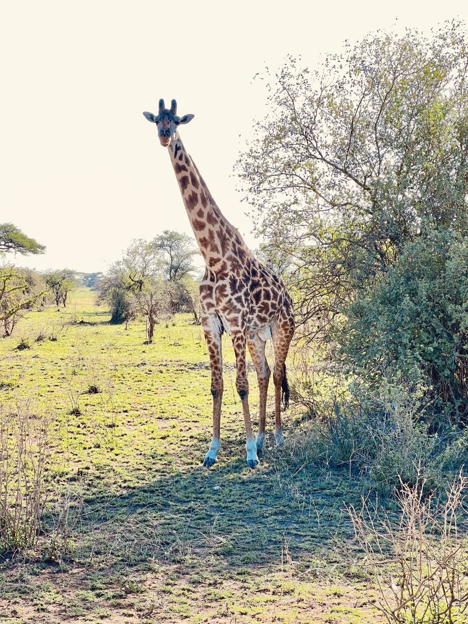 Image number 11 for Explore A Safari To Manyara & Ngorongoro