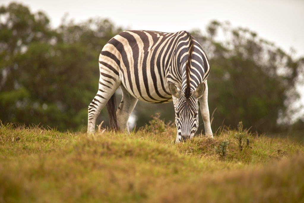 Image number 1 for 4 Days Tanzania Sharing Safari