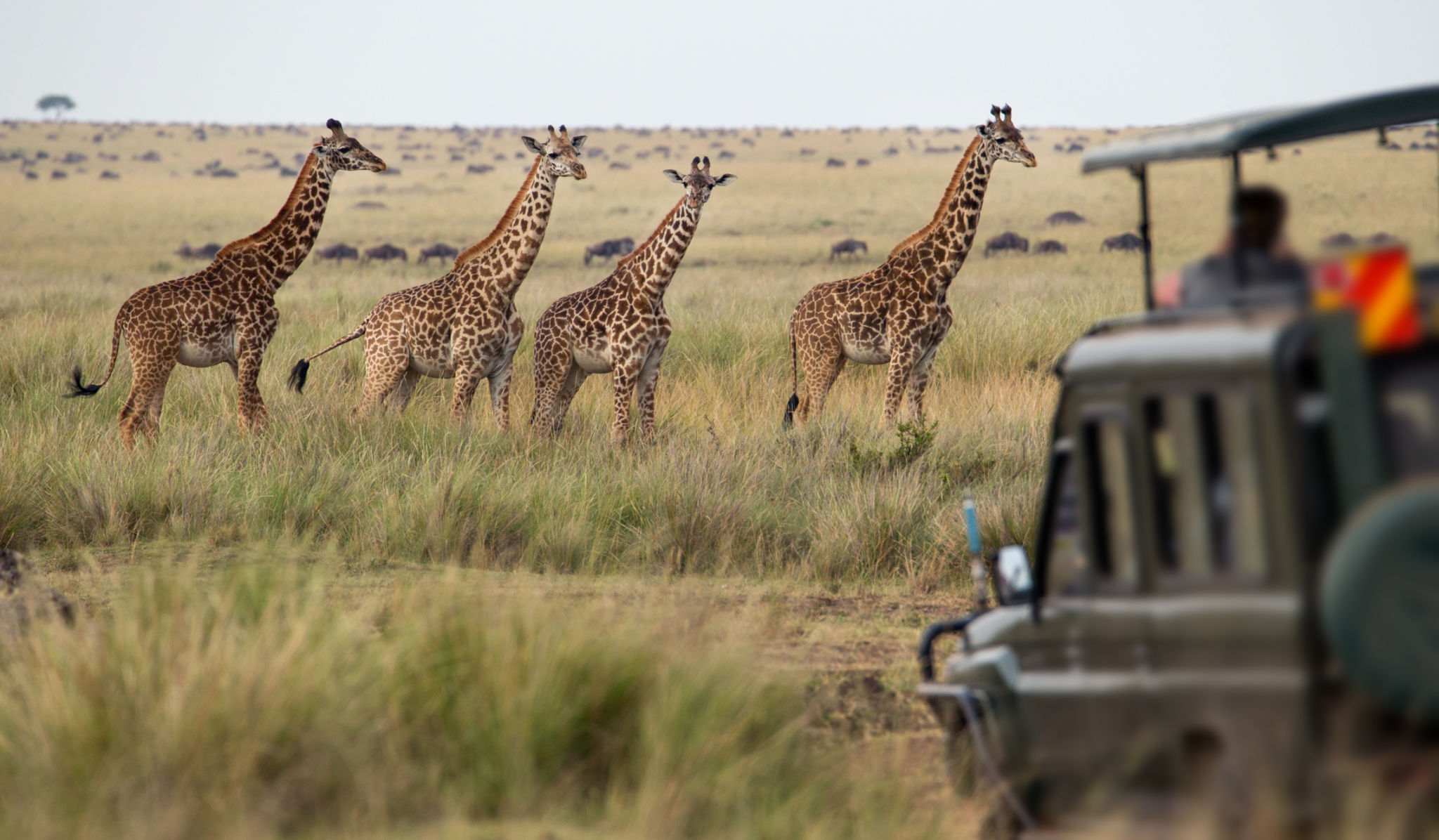 Image number 1 for 3 Days Safari To Serengeti National Park