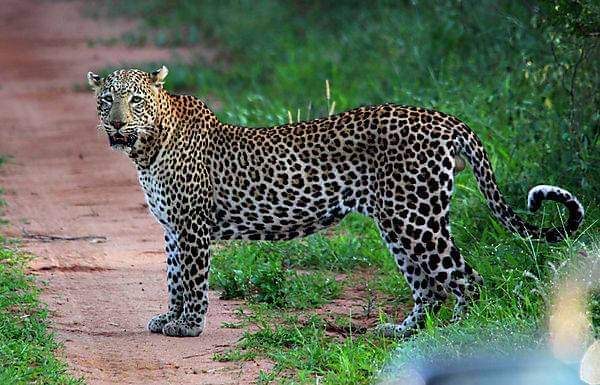 Image number 9 for 2 Days Of Thrill Ultimate Ol Pejeta Tour