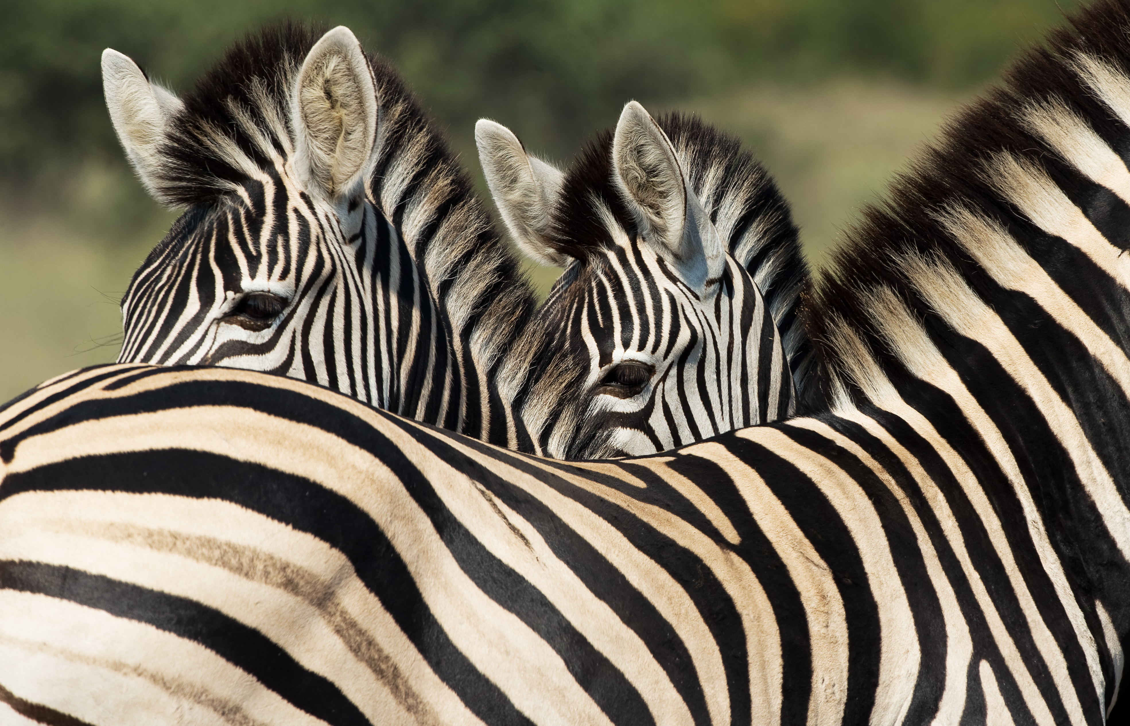 Image number 2 for  7 Days Tanzania Great Migration 