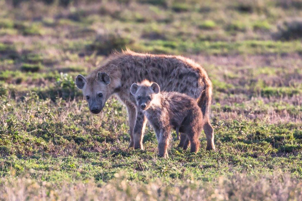 Image number 3 for 1 Day Tanzania Sharing Safari