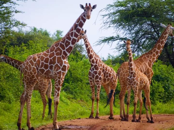 Image number 6 for Explore Buffalo Springs, Samburu & Ol Pejeta Tour