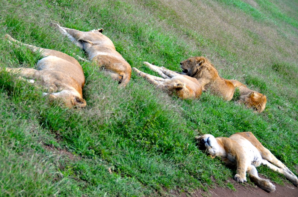 Image number 2 for 5 Days 4 Nights Tanzania Safaris