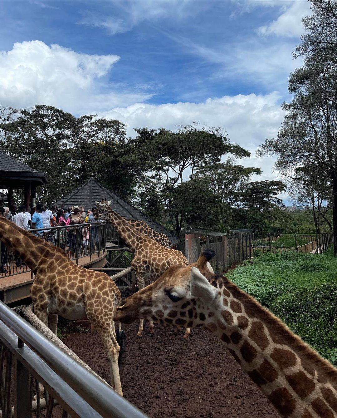 Image number 8 for Nairobi National Park And Giraffe Center