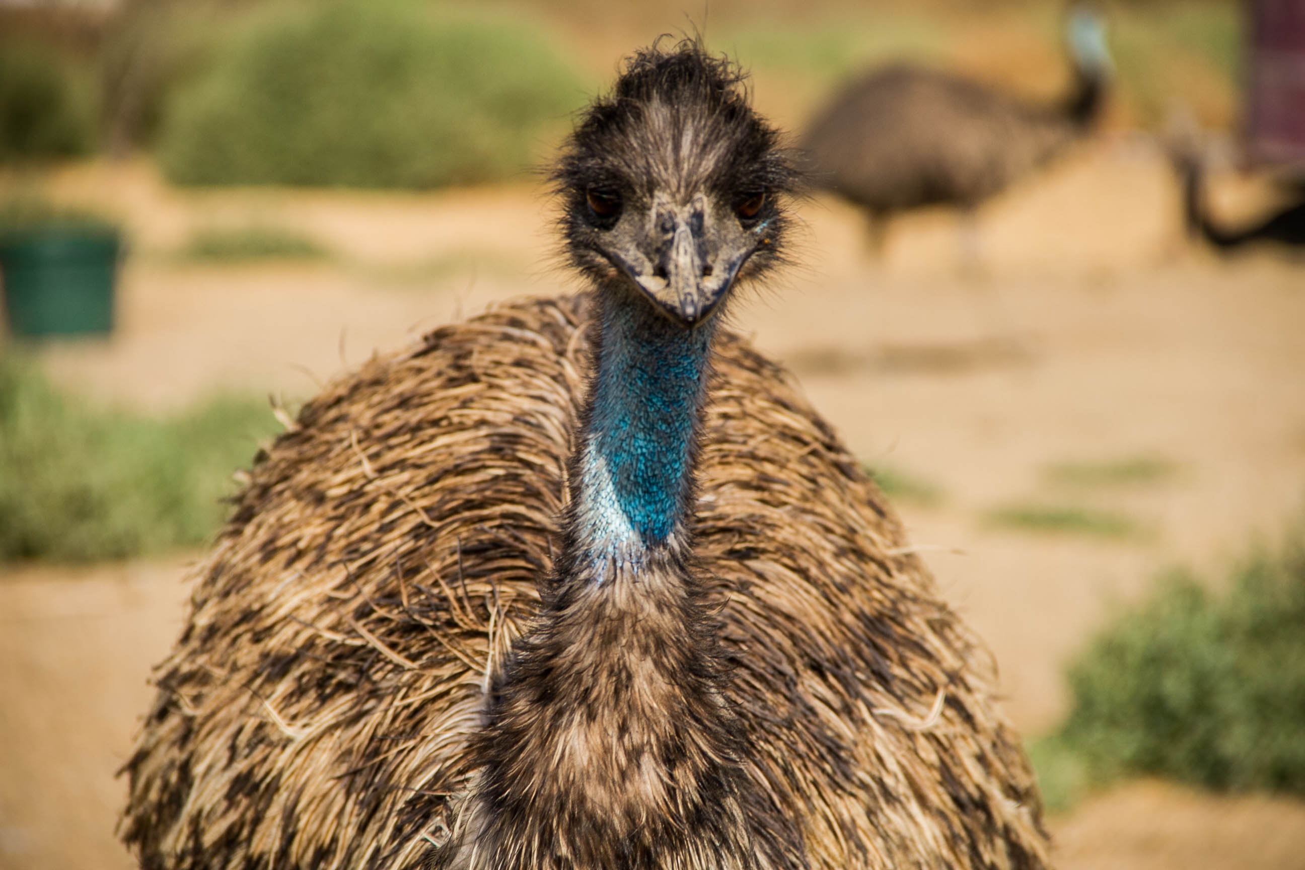 Image number 3 for 1 Day Tanzania Sharing Safari-ngorongoro