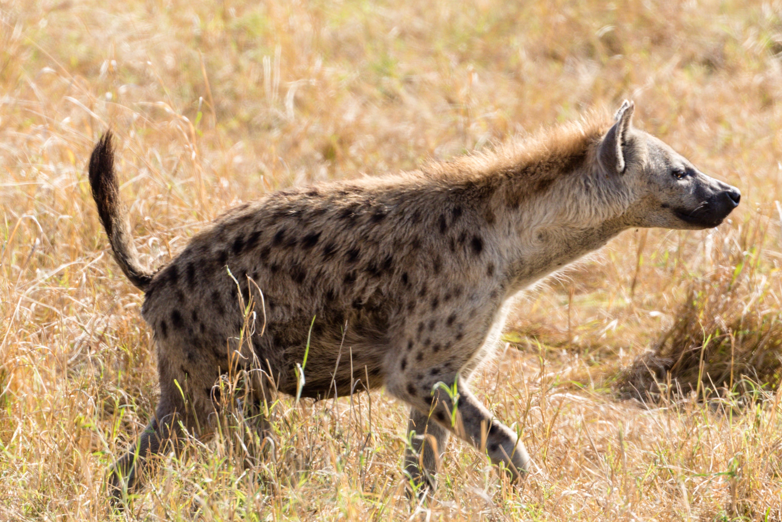 Image number 1 for 3 Days Serengeti Migration Safari