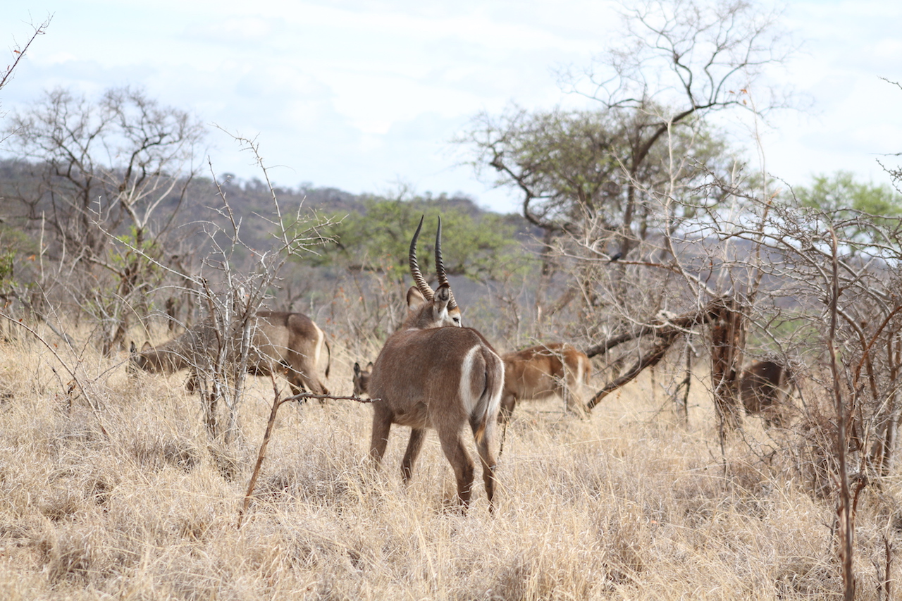 Image number 1 for 2 Days Tanzania Private Safari 