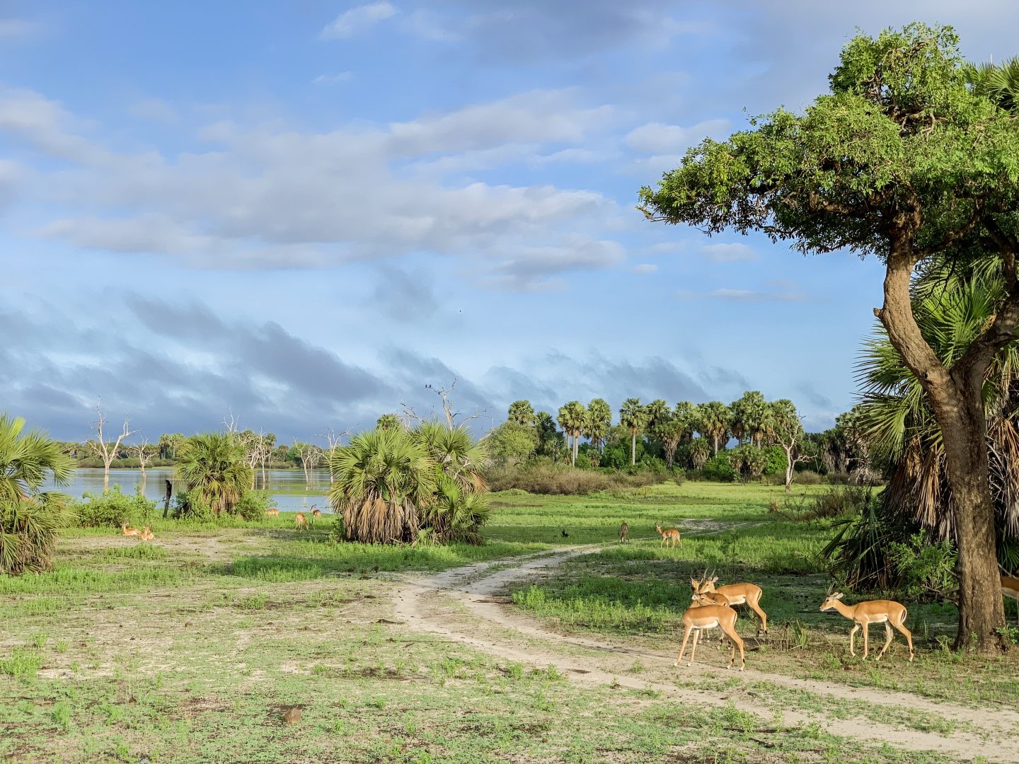 Image number 1 for 3 Days Selous Safari Tour