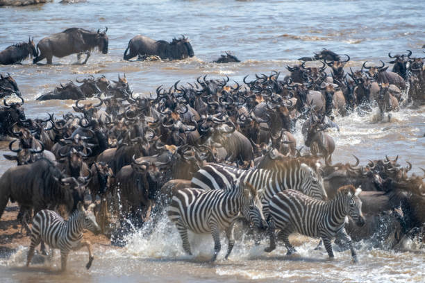 Image number 2 for 5-days Arusha, Serengeti, Ngorongoro & Tarangire