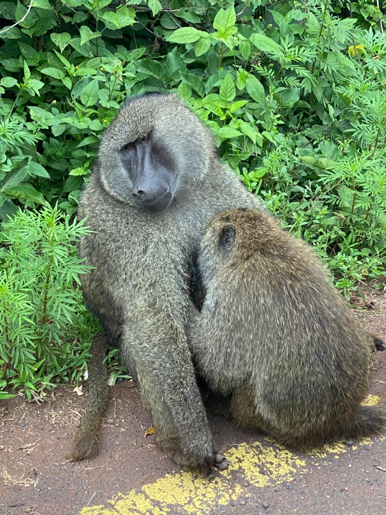 Image number 2 for Day Trip To Ngorongoro Crater