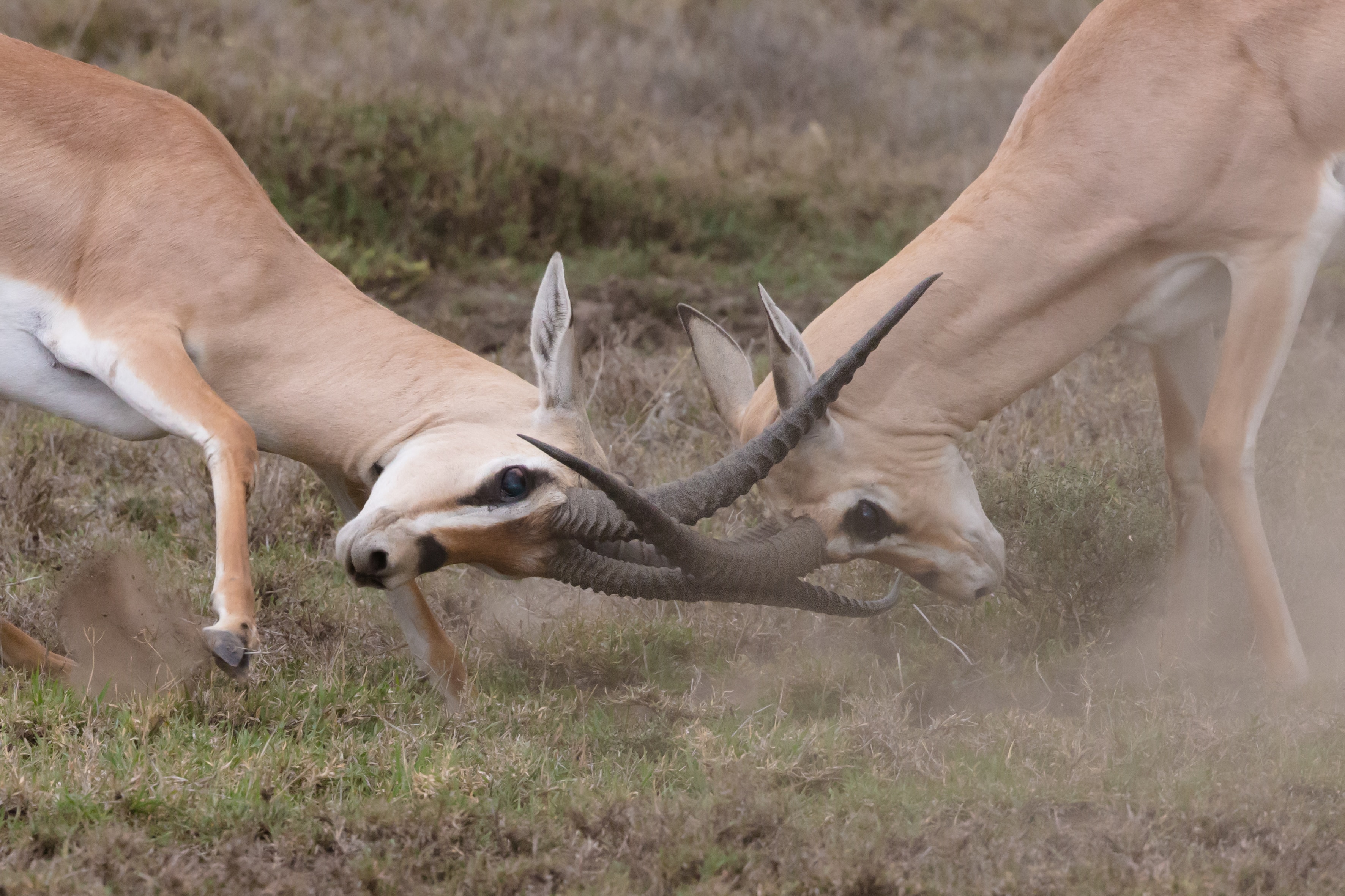 Image number 4 for  5 Days Tanzania Serengeti Migration 