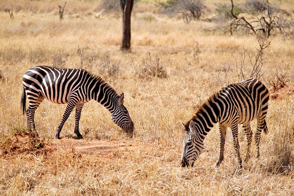 Image number 2 for 2-day Tanzania Safari From Arusha