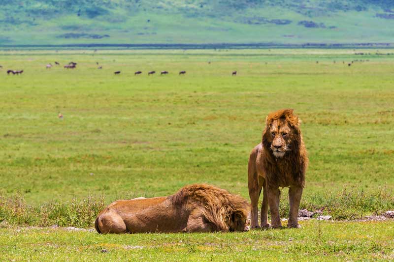 Image number 1 for 2 Days Trip  Safaris In Tanzania 