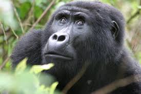 Image number 1 for Gorillas And Chimpanzee Habituation Experience
