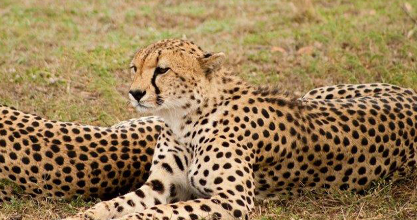 Image number 1 for 2 Days Sharing (joining) Tanzania Safari