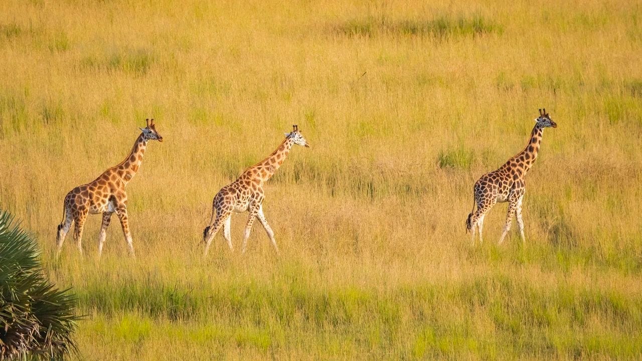 Image number 5 for Majestic Kenya 6 Days In Samburu, Nakuru & Masai 