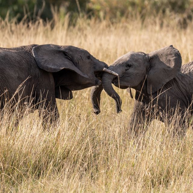 Image number 7 for 4 Days Tanzania Private Safari