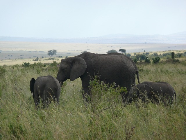 Image number 1 for The Best 3 Days Tanzania Safari