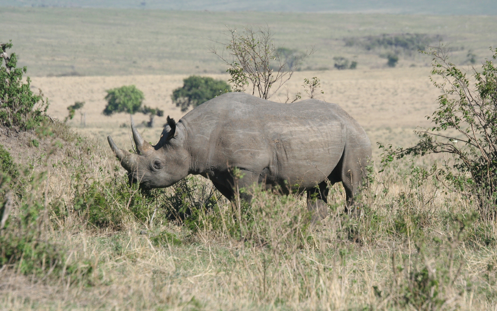 Image number 14 for Explore Buffalo Springs, Samburu & Ol Pejeta Tour