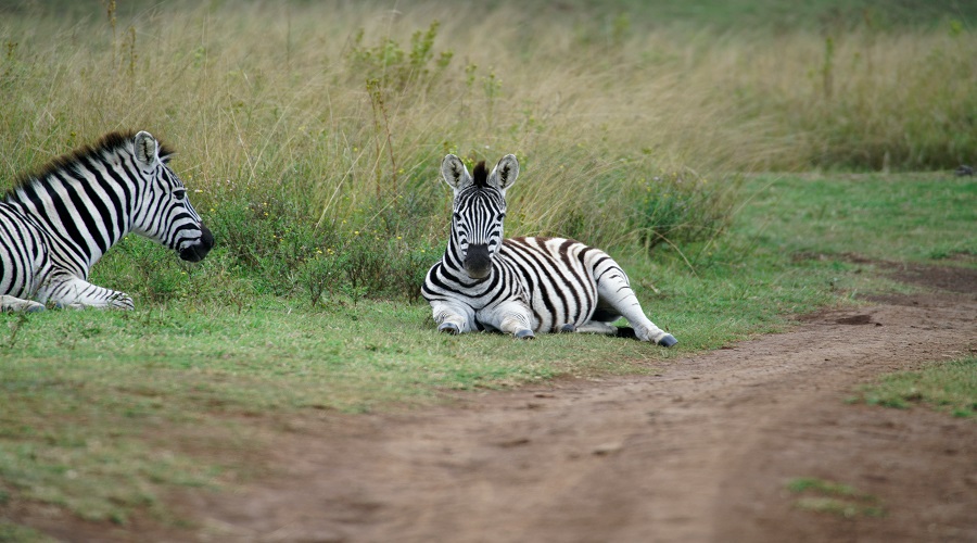 Image number 1 for 6 Days Tanzania Private Safari Tour Package 