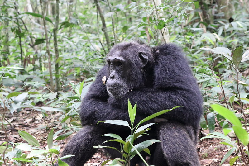 Image number 5 for 11 Days Best Of Uganda Safari