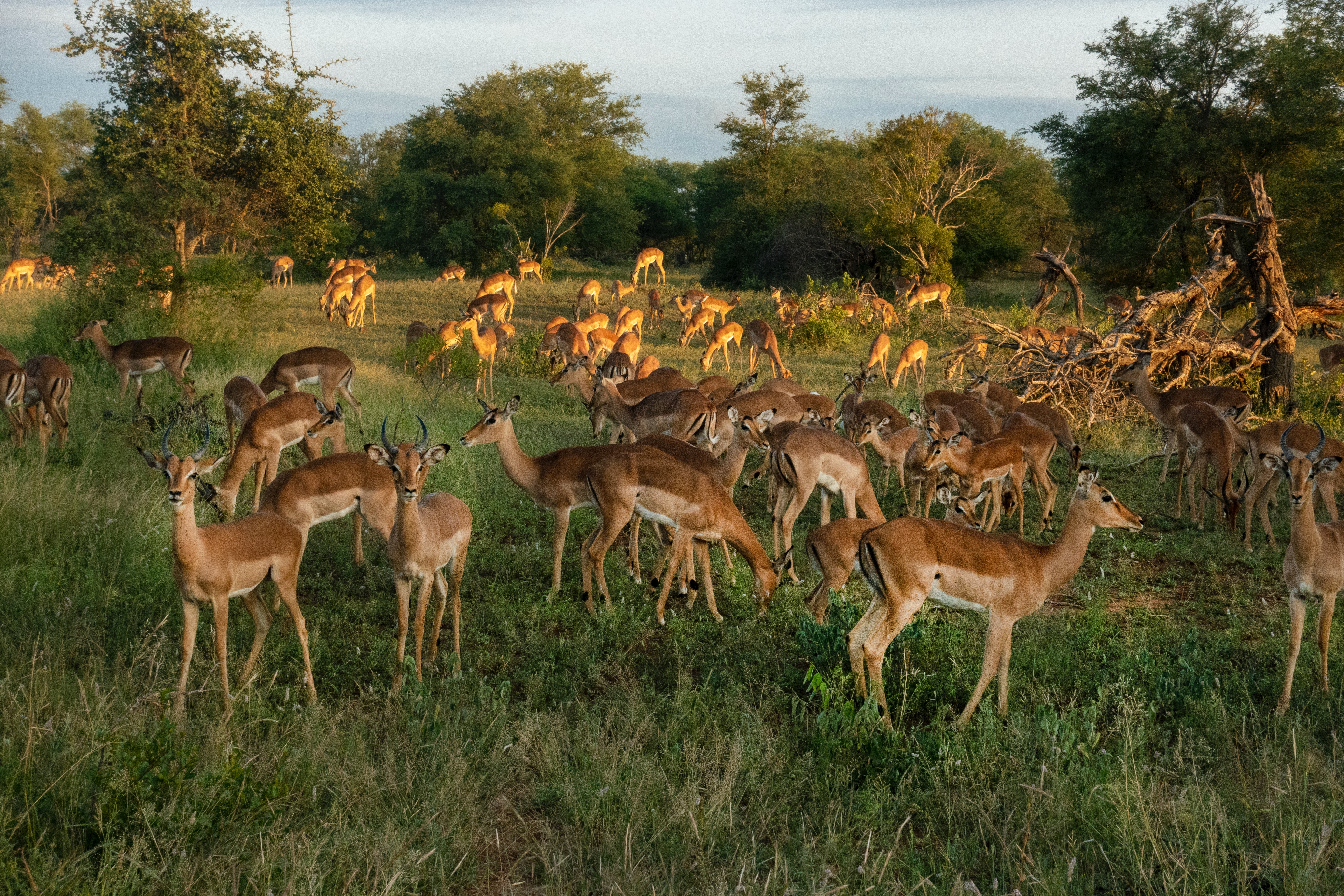 Image number 4 for 6 Days Serengeti Safari