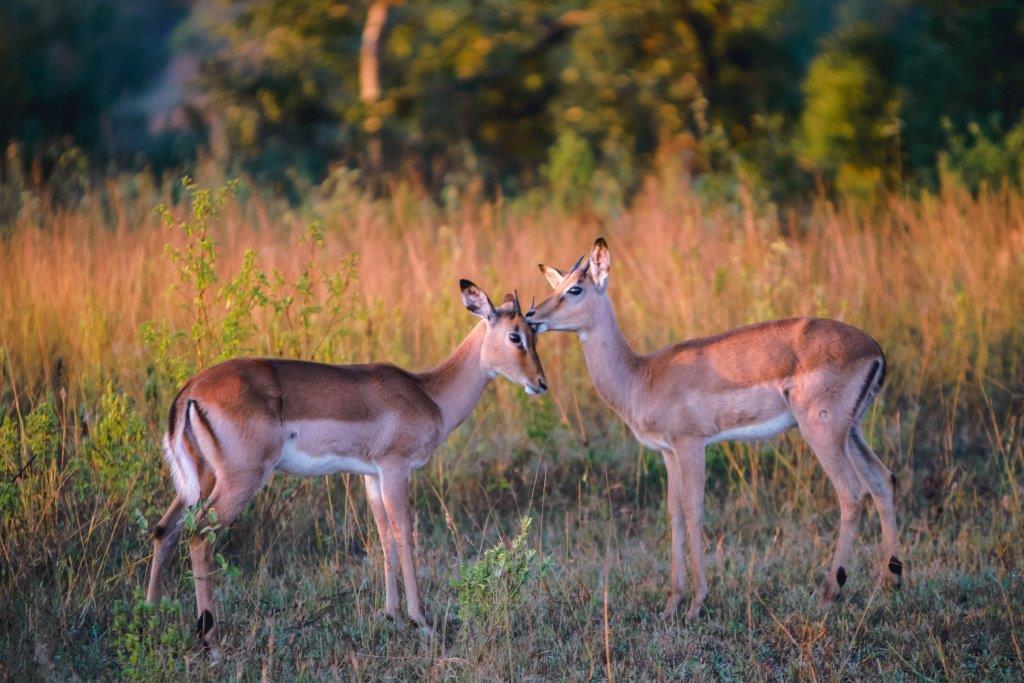 Image number 1 for 3 Days Tanzania Sharing Safari