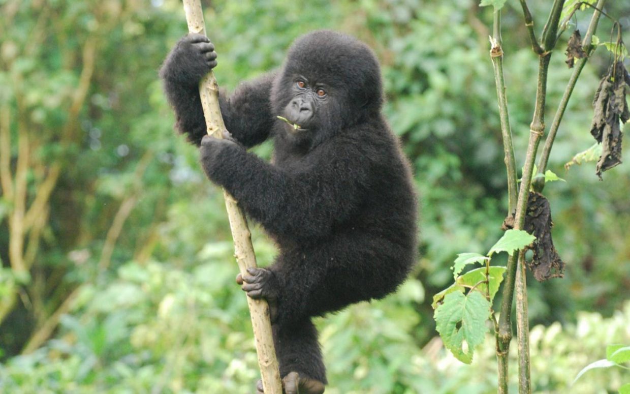 Image number 1 for Gorilla Trekking 