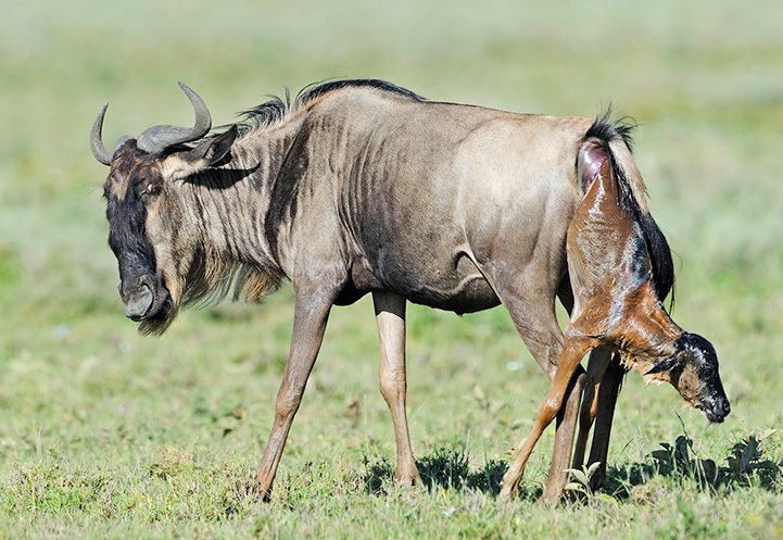 Image number 4 for 7-day Migration Safari. Calving Season Experience