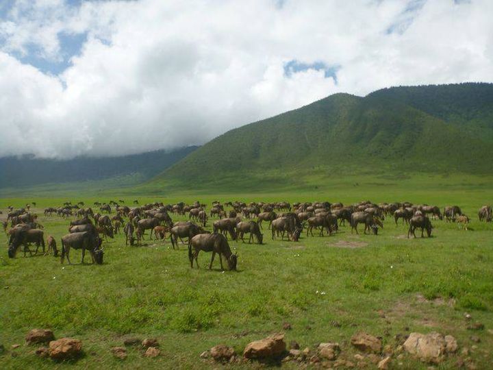 Image number 17 for Experience The Thrill Of The Great Migration