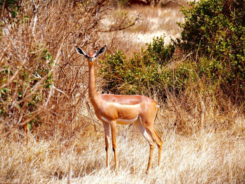 Image number 1 for 4 Tanzania Private Safari