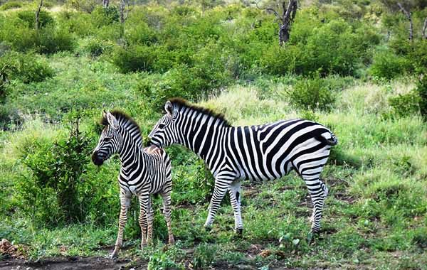 Image number 2 for Day Trip To Arusha National Park