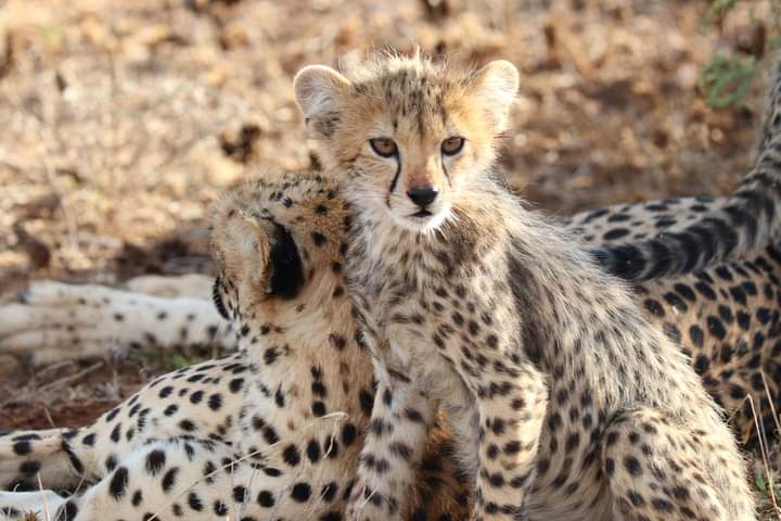 Image number 5 for Wild Escape: Samburu & Aberdares Safari Adventure