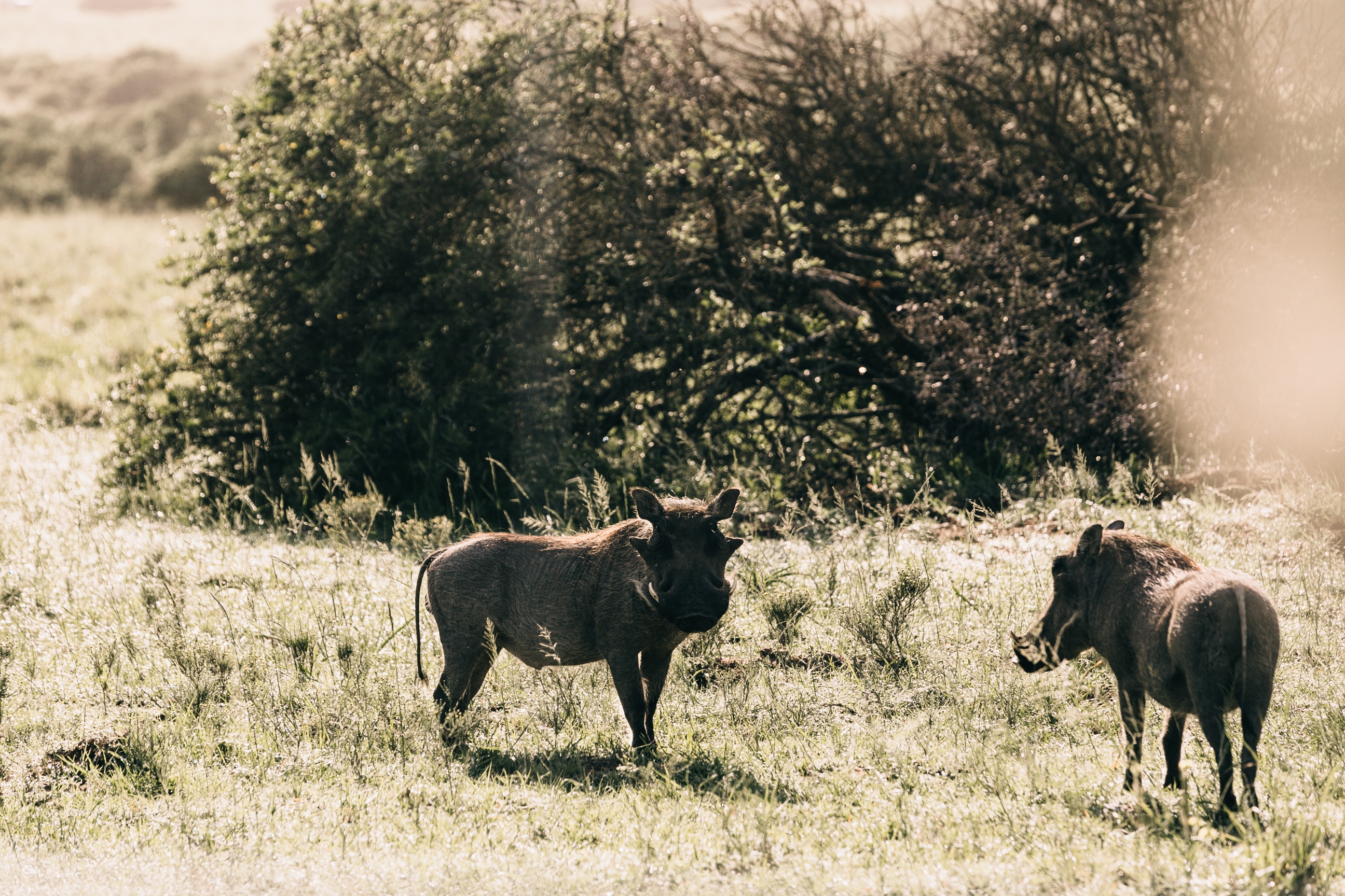 Image number 2 for 4 Days Serengeti Wildlife Safari