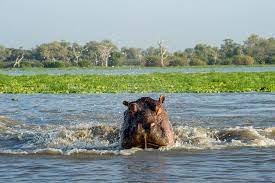 Image number 6 for Zanzibar Island, Nyerere National Park 