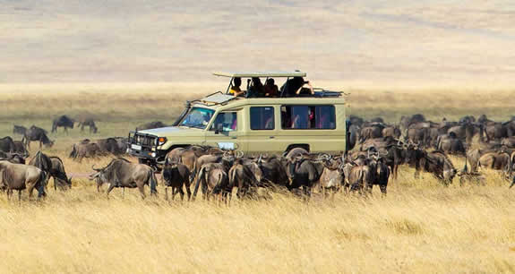 Image number 3 for Fly In Safari To Serengeti And Fly Out 