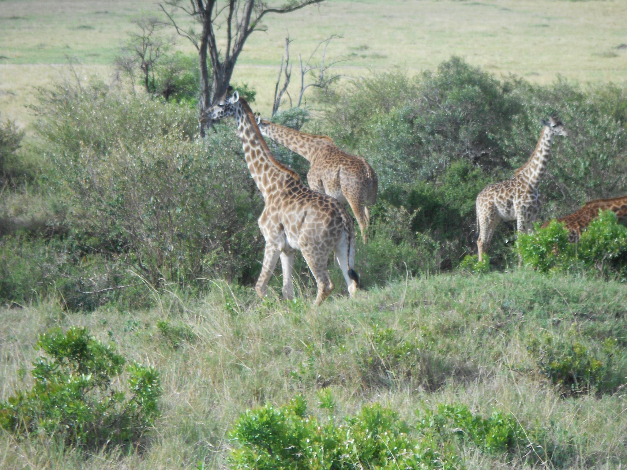 Image number 1 for Tsavo National Park Adventure