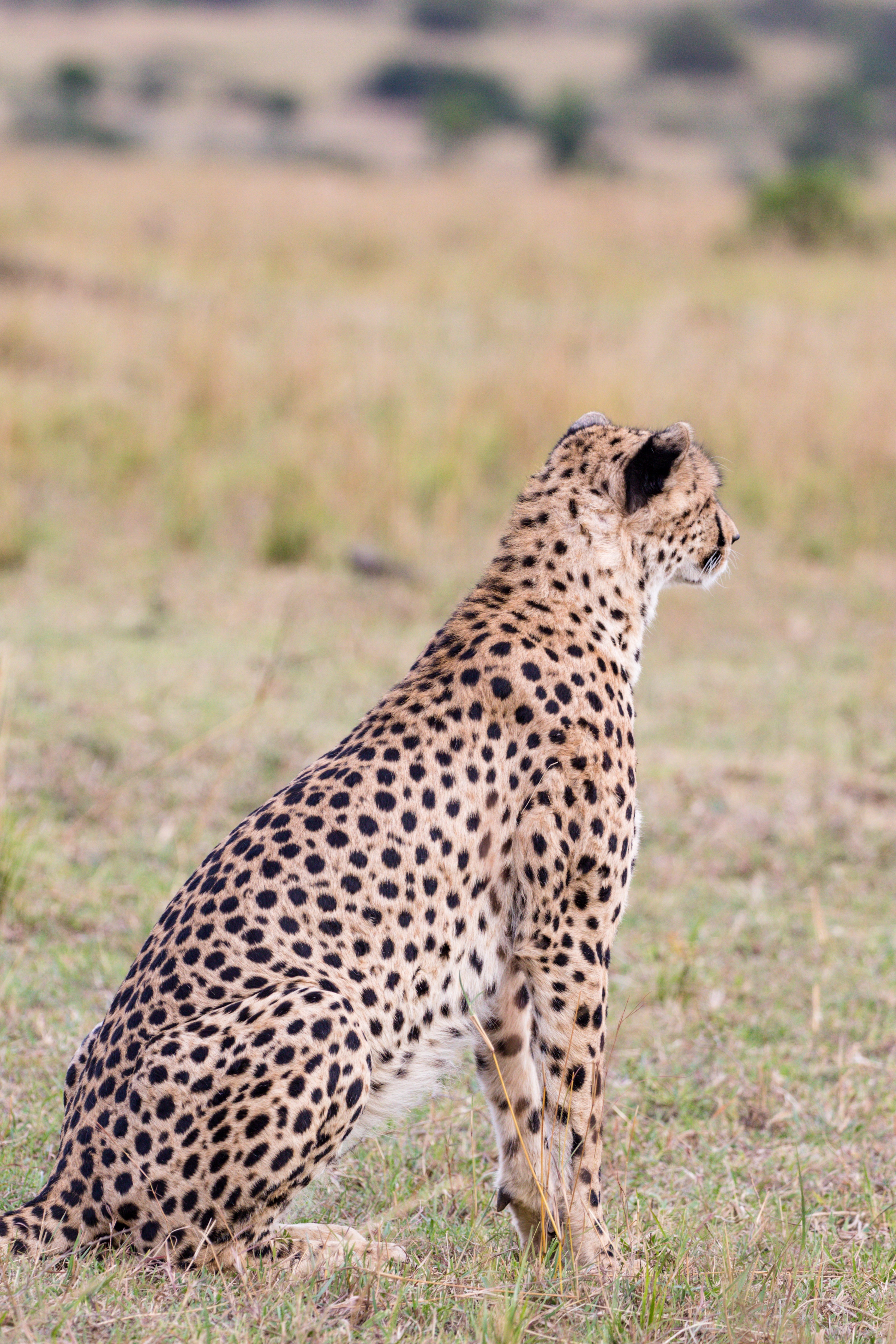 Image number 3 for 2 Days Tanzania Safaris Trip