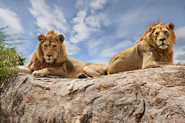 Image number 3 for Aventura En Tarangire Y Ngorongoro