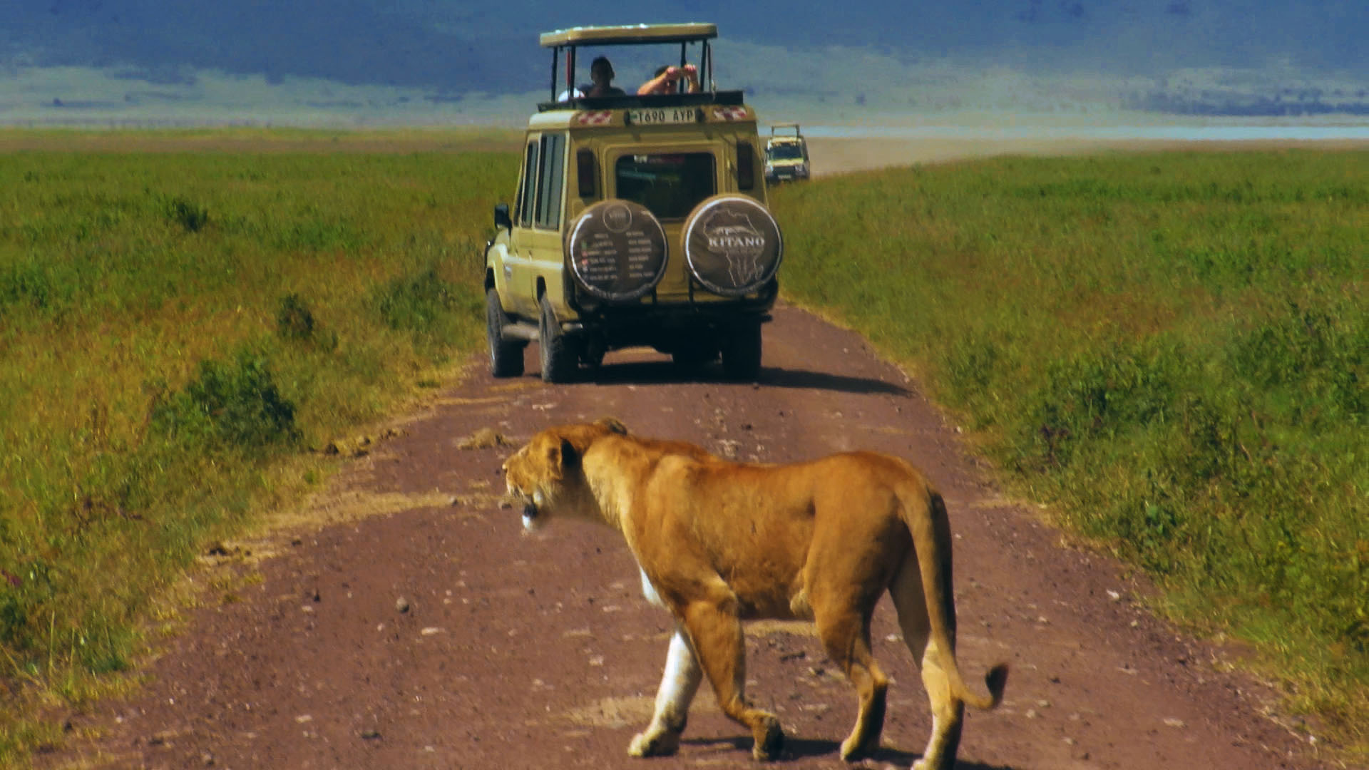 Image number 1 for 5 Days Calving Season Serengeti